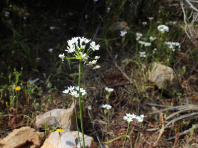 Aglio selvatico a Punta Giglio - Alghero